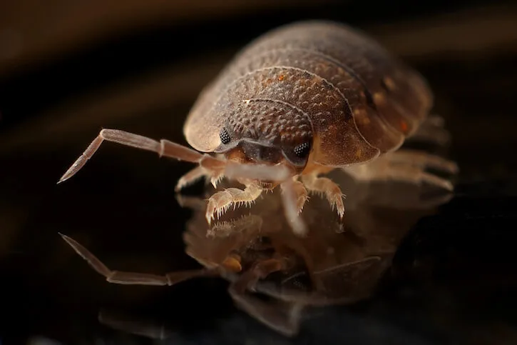 armadillo worm bug insect