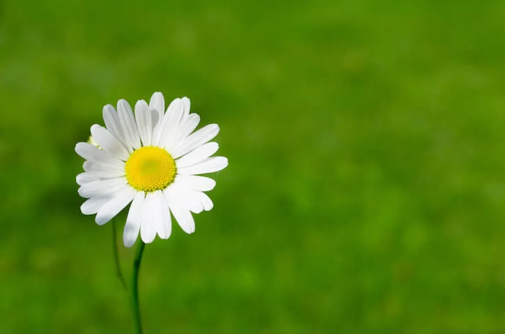 white daisy