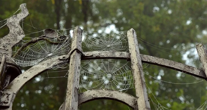 spiders